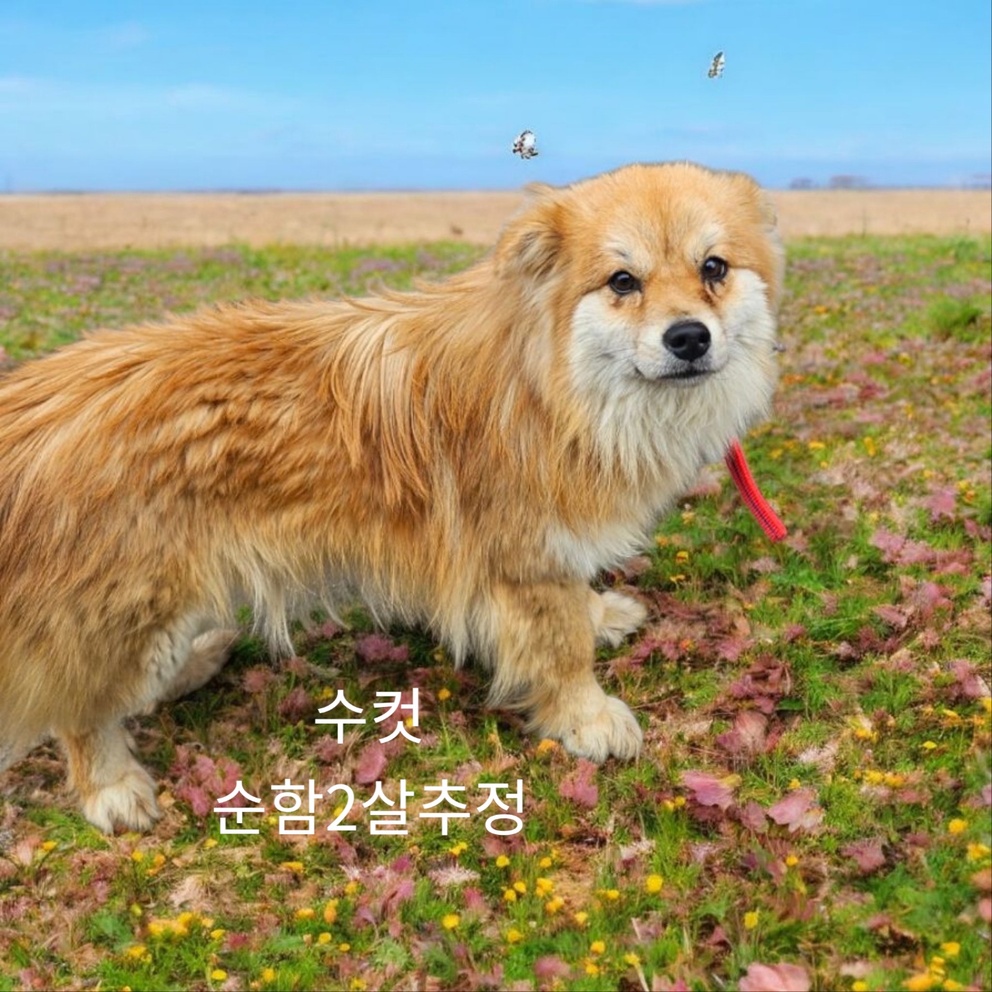 성주유기동물보호센터_447521202500188